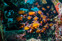 Ring-tailed cardinalfish (Apogon aureus) schooling in artificial reef. Mabul, Malaysia. Indo-Pacific.