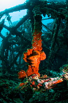 Cock's comb oyster (Lopha cristagalli) covered with encrusting sponge on artificial reef. Mabul, Malaysia.