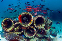 Mixture of Soldierfish (Myripristis) over cement pipes in artifical reef,  Mabul, Malaysia.