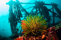 Crinoid (Crinoidea) on artificial reef. Mabul, Malaysia.