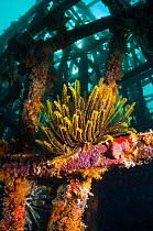Crinoid (Crinoidea) on artificial reef. Mabul, Malaysia.