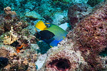 Queen angelfish (Holocanthus ciliaris) feeding on sponge, whilst a Dusky damselfish (Stegastes adustus), a very territorial fish, tries to chase it away.  Bonaire, Netherlands Antilles, Caribbean, Atl...