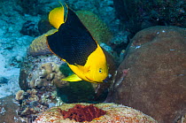 Rocky beauty (Holacanthus tricolor) swimming near corals, Bonaire, Netherlands Antilles, Caribbean, Atlantic Ocean.