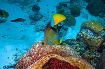 Queen angelfish (Holocanthus ciliaris) feeding on sponge.  Bonaire, Netherlands Antilles, Caribbean, Atlantic Ocean.