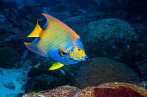 Queen angelfish (Holocanthus ciliaris) profile, Bonaire, Netherlands Antilles, Caribbean, Atlantic Ocean.