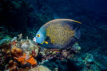 French angelfish (Pomacanthus paru) in coral reef,  Bonaire, Netherlands Antilles, Caribbean, Atlantic Ocean.