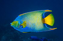 Queen angelfish (Holocanthus ciliaris) profile  Bonaire, Netherlands Antilles, Caribbean, Atlantic Ocean.