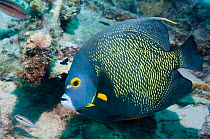 French angelfish (Pomacanthus paru) profile.  Bonaire, Netherlands Antilles, Caribbean, Atlantic Ocean.