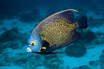 French angelfish (Pomacanthus paru) profile,  Bonaire, Netherlands Antilles, Caribbean, Atlantic Ocean.