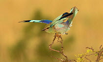 Eurasian roller (Coracias garrulus) using wings to keep balance in the wind, Tarangire National Park, Tanzania.