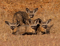 Five Bat-eared foxes (Otocyon megalotis) huddling together in the early morning for warmth. Auob River Bed, Kgalagadi, South Africa.