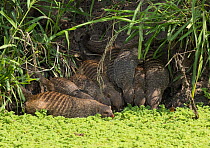 Banded mongooses (Mungos mungo) drinking from pool covered with pond weed. Tangire, Tanzania.