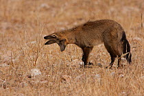 Bat-eared Fox (Otocyon megalotis) in hunting pose as it listens for underground burrowing insects. Kgalagadi, South Africa.