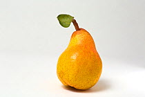 Comice pear (Pyrus communis) on white background, Washington, USA.