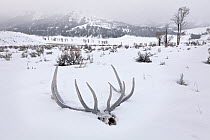 Elk skull and antlers (Cervus elaphus) in snow, Lamar Valley, Yellowstone National Park, Wyoming , USA. February 2015.