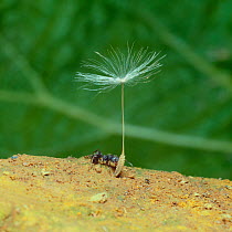 Kuronagaari ant (Messor aciculatus) carrying dandelion seed.