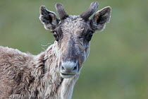 Reindeer (Rangifer tarandus) with antlers in velvet, portrait. Finnmark, Norway. July.