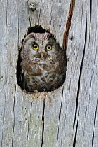 Tengmalm's / Boreal owl (Aegolius funereus) looking out of nesting hole in tree stump. Southern Norway. June.