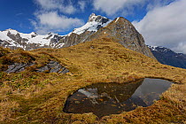 MacKinnon Pass, the highest point of the Milford track, Mount Hart (1769m) reflected in an alpine tarn, Milford Track, Fiordland National Park, Southland, South Island, New Zealand. November.
