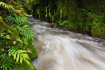 Whirinaki river, Te Whaiti Nui A Toi canyon. Whirinaki forest park, Whakatane district, Bay of Plenty Region, New Zealand.
