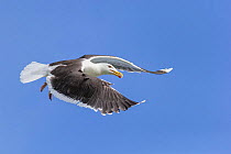 Lesser black-backed gull (Larus fuscus) in flight. Troms, Norway. July.
