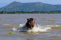 Hippopotamus (Hippopotamus amphibius) charging against boat on Lake Chamo. Nechisar National Park. Ethiopia, November 2014
