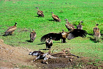African white-backed vultures (Gyps africanus) scavenging a donkey on main road, Ethiopia, November 2014
