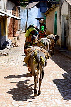 Women leading donkeys through the streets of Harar, an important holy city in the Islamic faith, UNESCO World Heritage Site. Ethiopia, November 2014