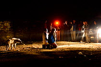 Tourists watching man feeding Hyaenas (Crocuta crocuta) at night in Harar City, this has been a tradition for several centuries, and has now become a show for tourists. Ethiopia, November 2014