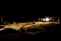 Tourists watching man feeding Hyaenas (Crocuta crocuta) at night in Harar City, this has been a tradition for several centuries, and has now become a show for tourists. Ethiopia, November 2014