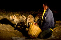 Man feeding Hyaenas (Crocuta crocuta) at night in Harar City, this has been a tradition for several centuries, and has now become a show for tourists. Ethiopia, November 2014