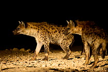 Hyaenas (Crocuta crocuta) waiting to be fed at night in Harar City, this has been a tradition for several centuries, and has now become a show for tourists. Ethiopia, November 2014
