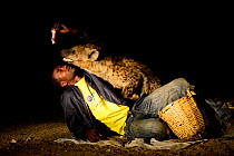 Man feeding Hyaenas (Crocuta crocuta) at night in Harar City, this has been a tradition for several centuries, and has now become a show for tourists. Ethiopia, November 2014