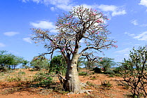 Boabab (Adansonia digitata). Lower Omo Valley. Ethiopia, November 2014