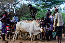Naked Hamer boy leaping across line of bulls, as part of the Jumping of the Bulls ceremony which marks the transition into manhood. Ethiopia, November 2014