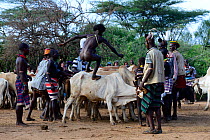 Naked Hamer boy leaping across line of bulls, as part of the Jumping of the Bulls ceremony which marks the transition into manhood. Ethiopia, November 2014