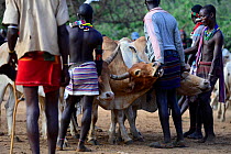 Men lining up bulls for the Jumping of the Bulls Hamer ceremony, where naked boys will leap along the backs of the bulls as aright of passage into manhood. Ethiopia, November 2014