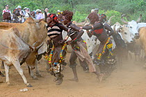 Jumping of the bulls Hamer ceremony. This Hamer ceremony is a a right of passage into manhood for all young Hamer. Each naked boy taking part must leap down the line of bulls, jumping on the animals f...