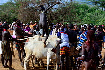 Naked Hamer boy ready to leap across line of bulls, as part of the Jumping of the Bulls ceremony which marks the transition into manhood. Ethiopia, November 2014