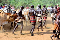 Men with sticks to beat young women at the Jumping of the Bulls Hamer ceremony, where naked boys will leap along the backs of the bulls as aright of passage into manhood. During the ceremony young fem...