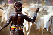 Woman with stick at the Jumping of the bulls Hamer ceremony. This Hamer ceremony, is a right of passage into manhood for Hamer boys. During the ceremony young female relatives of the boys beg to be wh...