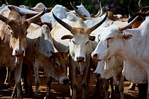 Bulls lined up ready for the Jumping of the Bulls Hamer ceremony, where naked boys will leap along the backs of the bulls as aright of passage into manhood. Ethiopia, November 2014