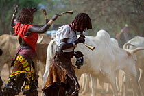 Women dancing and playing horns at the Jumping of the bulls Hamer ceremony. This Hamer ceremony is a a right of passage into manhood for Hamer boys. During the ceremony young female relatives of the b...