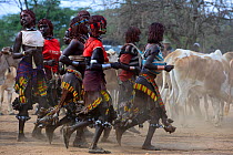 Women dancing at the Jumping of the bulls Hamer ceremony. This Hamer ceremony is a a right of passage into manhood for Hamer boys. During the ceremony young female relatives of the boys beg to be whip...