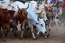 Castrated Zebu bulls which will be used in the Hamer Jumping of the bulls ceremony. This Hamer ceremony is a a right of passage into manhood for all young Hamer. Each naked boy taking part must leap d...