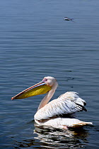 Great white pelican (Pelecanus onocrotalus). Lake Awassa, Rift Valley. Ethiopia, November 2014