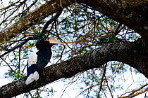 White-thighed hornbill (Ceratogymna cylindricus) perched on tree, Lake Awassa, Rift Valley. Ethiopia, November 2014