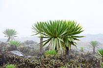Giant lobelia (Lobelia rhynchopetalum) wrapped in fog, Sanetti Plateau, Bale Mountains National Park. Ethiopia, November 2014