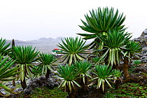 Giant lobelia (Lobelia rhynchopetalum), . Sanetti Plateau, Bale Mountains National Park. Ethiopia, November 2014