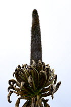 Giant lobelia (Lobelia rhynchopetalum) flower spike, Sanetti Plateau, Bale Mountains National Park. Ethiopia, November 2014